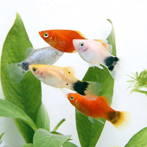 初めての熱帯魚／飼いやすい熱帯魚の種類｜アクアリウム情報メディア
